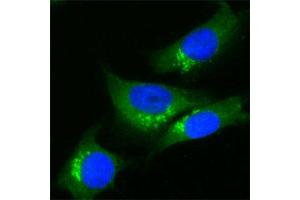 Image no. 3 for anti-Trans-Golgi Network Protein 2 (TGOLN2) antibody (ABIN351003)