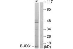Western blot analysis of extracts from Jurkat cells, using BUD31 Antibody. (BUD31 Antikörper  (AA 10-59))