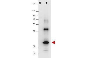 Western blot using  anti-Human IL-32A antibody shows detection of a band ~19 kDa in size corresponding to recom-binant human IL-32A (lane 1).