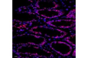 Immunofluorescence of paraffin embedded rat colon using ZC3H11A (ABIN7076255) at dilution of 1: 650 (400x lens)