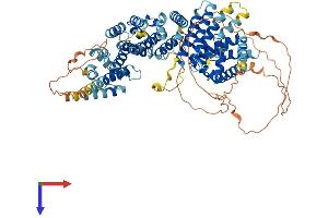 LINS Protein (AA 1-764) (His tag)
