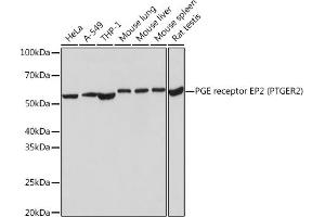 Western blot analysis of extracts of various cell lines, using PGE Receptor EP2 (PGE Receptor EP2 (PGE receptor EP2 (PTGER2))) Rabbit mAb (ABIN7269572) at 1:1000 dilution. (PTGER2 Antikörper)
