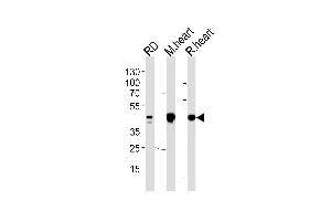 PDK2 Antibody (ABIN653784 and ABIN2843071) western blot analysis in RD cell line and mouse heart,rat heart lysates (35 μg/lane). (PDK2 Antikörper)