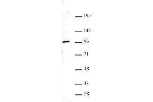 Ago4 antibody (pAb) tested by Western blot. (AGO4 Antikörper  (N-Term))