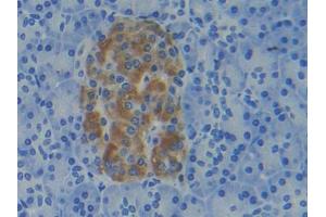 DAB staining on IHC-P; Samples: Human Pancreas Tissue (APRT Antikörper  (AA 1-180))