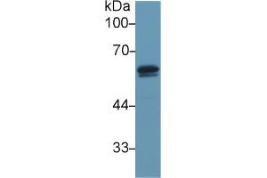 Western blot analysis of Mouse Testis lysate, using Mouse DBP Antibody (1 µg/ml) and HRP-conjugated Goat Anti-Rabbit antibody ( (Vitamin D-Binding Protein Antikörper  (AA 205-403))