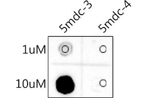 Dot Blot against 5-Methylcytosine (5mC) and unmodified cytosine using 5-Methylcytosine (5mC) antibody (ABIN7265343) at 1:1000 dilution. (5-Methylcytidine Antikörper)