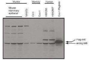 Western blot using  affinity purified anti-eIF3S6/Int6 antibody shows detection of endogenous eIF3S6/Int6 in whole cell extracts from murine (HC-11 and NIH3T3), monkey (CV-1 and Cos-1), and human (HEK293T) cell lines as well as over-expressed eIF3S6/Int6 (control transfected flag-tagged Int6). (EIF3E Antikörper  (C-Term))