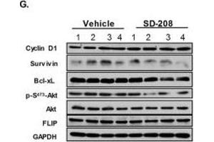 Western Blotting (WB) image for anti-Protein Kinase D2 (PKD2) antibody (ABIN2855325)