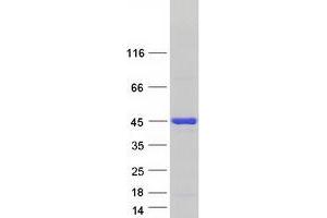 Western Blotting (WB) image for Heterogeneous Nuclear Ribonucleoprotein D (HNRNPD) (Transcript Variant 3) protein (Myc-DYKDDDDK Tag) (ABIN2722912)
