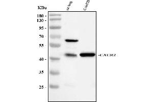 anti-Chemokine (C-X-C Motif) Receptor 2 (CXCR2) (AA 196-212), (Middle Region) antibody