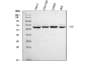 Western blot analysis of CPO using anti-CPO antibody (ABIN7601383).