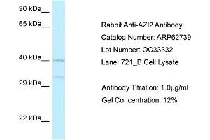Western Blotting (WB) image for anti-5-Azacytidine Induced 2 (AZI2) (Middle Region) antibody (ABIN2789232)