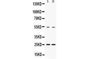 Western blot analysis of SYBL1 expression in rat liver extract ( Lane 1) and HELA whole cell lysates ( Lane 3). (VAMP7 Antikörper  (AA 24-190))