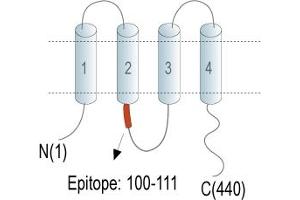 Representative domain view of the target of ABIN7885030.