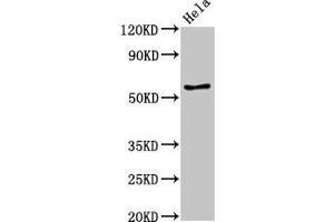 Western Blot Positive WB detected in: Hela whole cell lysate All lanes: E2F4 antibody at 3. (E2F4 Antikörper  (AA 160-299))