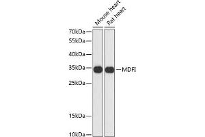 Western blot analysis of extracts of various cell lines, using MDFI antibody (ABIN6128316, ABIN6143663, ABIN6143664 and ABIN6217803) at 1:3000 dilution. (MDFI Antikörper  (AA 1-160))