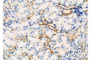 ABIN6265877 and ABIN6277916 at 1/100 staining Mouse kidney tissue by IHC-P. (Ugt2b Antikörper  (N-Term))