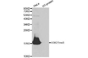 Western Blotting (WB) image for anti-Histone 3 (H3) (H3K27me) antibody (ABIN6219521) (Histone 3 Antikörper  (H3K27me))