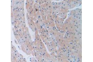 IHC-P analysis of Mouse Tissue, with DAB staining. (COL6A1 Antikörper  (AA 82-212))