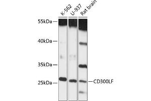 Western blot analysis of extracts of various cell lines, using CD300LF antibody (ABIN6131969, ABIN6138163, ABIN6138165 and ABIN6217961) at 1:3000 dilution. (IREM1 Antikörper  (AA 23-150))