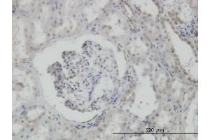 Immunoperoxidase of monoclonal antibody to MPG on formalin-fixed paraffin-embedded human kidney. (MPG Antikörper  (AA 1-90))