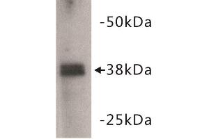 Western Blotting (WB) image for anti-Zinc Finger Protein 42 (ZFP42) (C-Term) antibody (ABIN1855005) (ZFP42 Antikörper  (C-Term))
