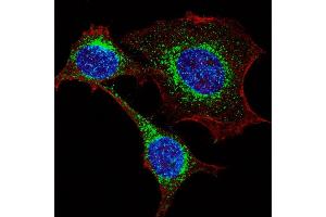 Fluorescent confocal image of HeLa cells stained with IFITM3 (N-term) antibody. (IFITM3 Antikörper  (N-Term))