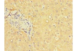 Immunohistochemistry of paraffin-embedded human liver tissue using ABIN7166614 at dilution of 1:100 (PCBD1 Antikörper  (AA 2-104))