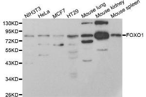 Western blot analysis of extracts of NIH/3T3 cell line, using FOXO1 antibody. (FOXO1 Antikörper)