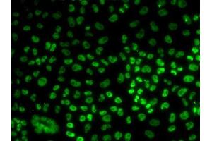 Immunofluorescence analysis of U2OS cells using BUB3 antibody. (BUB3 Antikörper  (AA 1-328))