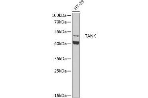 Western blot analysis of extracts of HT-29 cells, using TANK antibody (ABIN6130727, ABIN6148843, ABIN6148844 and ABIN6222498) at 1:1000 dilution. (TANK Antikörper  (AA 1-119))
