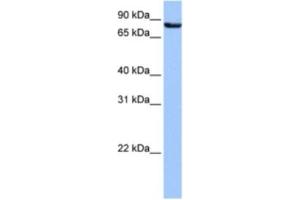 Western Blotting (WB) image for anti-Ubiquilin 3 (UBQLN3) antibody (ABIN2463599) (Ubiquilin 3 Antikörper)