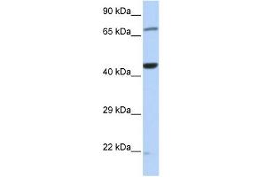 WB Suggested Anti-TUFM Antibody Titration: 0.