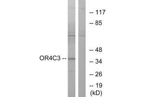 Western Blotting (WB) image for anti-Olfactory Receptor, Family 4, Subfamily C, Member 3 (OR4C3) (Internal Region) antibody (ABIN1853234) (OR4C3 Antikörper  (Internal Region))