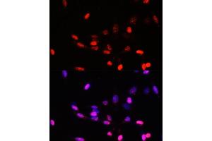 Immunofluorescence analysis of NIH/3T3 cells using J/CSN5/J/CSN5/COPS5 antibody  at dilution of 1:100. (COPS5 Antikörper  (AA 1-334))