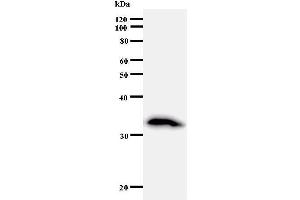 Western Blotting (WB) image for anti-E2F Transcription Factor 6 (E2F6) antibody (ABIN930975) (E2F6 Antikörper)