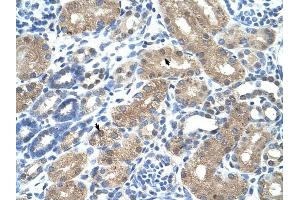 C9ORF127 antibody was used for immunohistochemistry at a concentration of 4-8 ug/ml to stain Epithelial cells of renal tubule (arrows) in Human Kidney. (TMEM8B Antikörper  (N-Term))