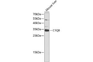 Western blot analysis of extracts of mouse liver, using C1QB antibody (ABIN6131395, ABIN6137754, ABIN6137756 and ABIN6220972) at 1:1000 dilution. (C1QB Antikörper  (AA 104-253))