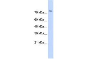 Image no. 1 for anti-WW Domain Containing E3 Ubiquitin Protein Ligase 2 (WWP2) (AA 395-444) antibody (ABIN6743155) (WWP2 Antikörper  (AA 395-444))
