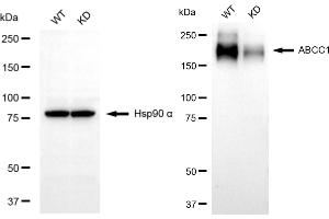 anti-ATP-Binding Cassette, Sub-Family C (CFTR/MRP), Member 1 (ABCC1) antibody