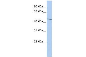 EIF3E antibody used at 1 ug/ml to detect target protein. (EIF3E Antikörper  (Middle Region))