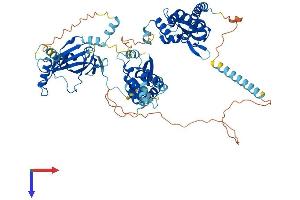 POLR3E Protein (AA 1-708) (His tag)