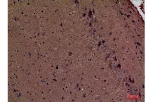 Immunohistochemistry (IHC) analysis of paraffin-embedded Mouse Brain, antibody was diluted at 1:100.