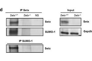 Western Blotting (WB) image for anti-Glyceraldehyde-3-Phosphate Dehydrogenase (GAPDH) antibody (ABIN2857072)