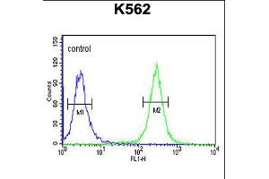 Flow cytometric analysis of K562 cells (right histogram) compared to a negative control cell (left histogram). (ACSM1 Antikörper  (N-Term))