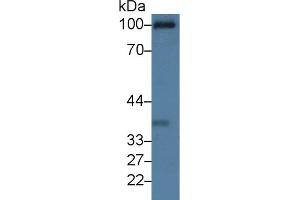 Western Blot; Sample: Rat Serum; Primary Ab: 3µg/ml Rabbit Anti-Rat C1qR1 Antibody Second Ab: 0. (CD93 Antikörper  (AA 82-369))