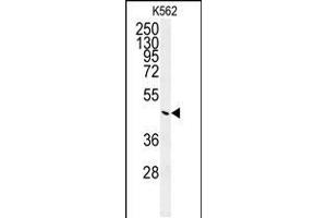 Western blot analysis of G6PC Antibody (Center) (ABIN651417 and ABIN2840227) in K562 cell line lysates (35 μg/lane). (G6PC Antikörper  (AA 123-149))