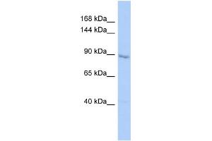 Host:  Rabbit  Target Name:  UHRF1  Sample Type:  HepG2 Whole cell lysates  Antibody Dilution:  1. (UHRF1 Antikörper  (C-Term))