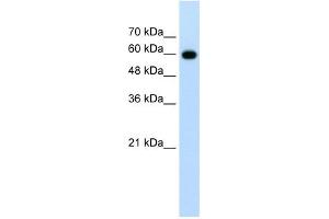 CDC23 antibody used at 1.